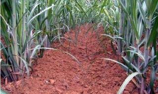 甘蔗种植方法与技术