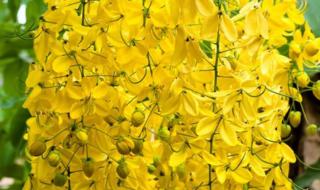 黄色的兰花有哪些 黄色的花有哪些